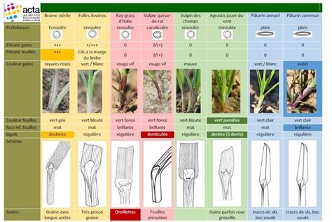 Infographie montrant la coupe transversale des racines des différentes graminées composant le gazon, avec des annotations sur leurs rôles