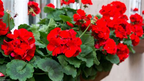 Géraniums lierre en fleurs sur un balcon