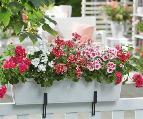 Composition florale avec des géraniums lierre et d'autres fleurs