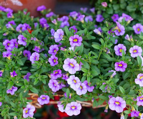 Gros plan sur des fleurs de Calibrachoa aux couleurs variées