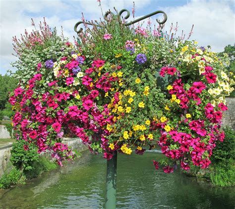 Exemple d'une suspension florale avec des calibrachoas