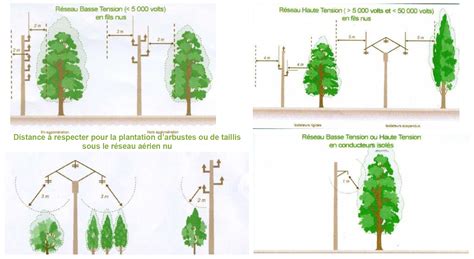 Arbres à proximité de lignes électriques