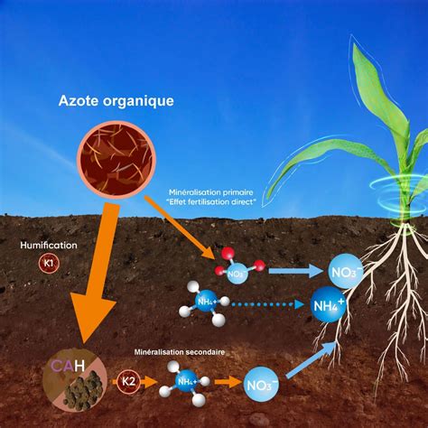 Schéma illustrant les rôles de l'azote, du phosphore et du potassium dans une plante