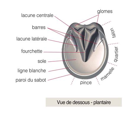 anatomie de la fourchette du sabot d'un cheval