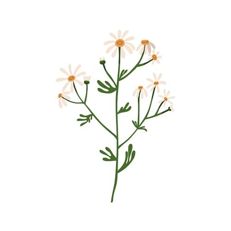 Illustration d'une fleur de camomille sauvage