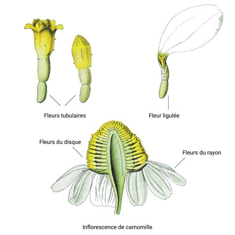 Comparaison des fleurs de camomille, marguerite et pâquerette
