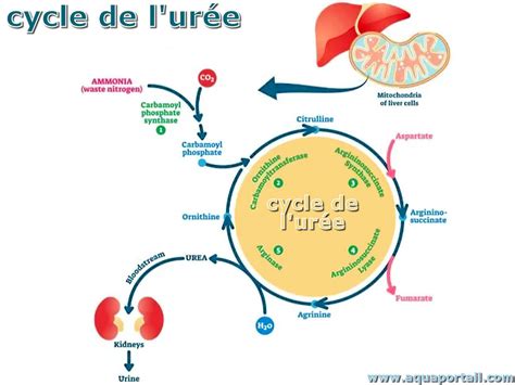 Diagramme comparant la libération d'azote de l'urée simple, de l'ammonitrate et de l'urée avec inhibiteur d'uréase