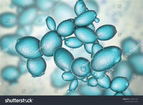 Micrographie de levures Saccharomyces cerevisiae