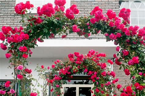 Illustration d'une arche de jardin fleurie avec des rosiers grimpants