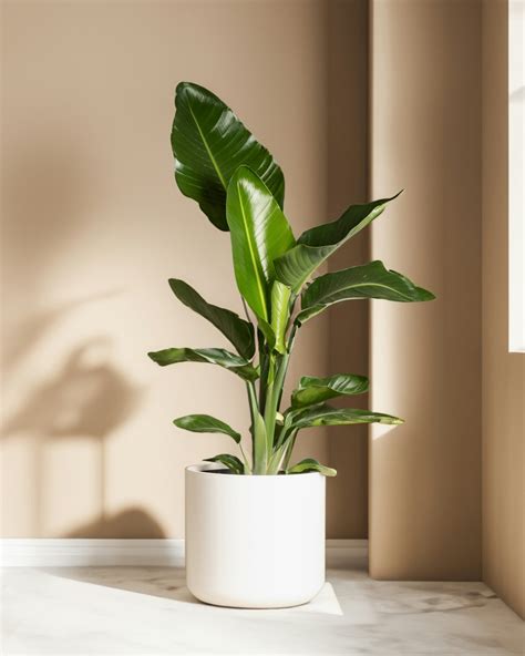 Une personne inspectant le terreau d'une plante en pot