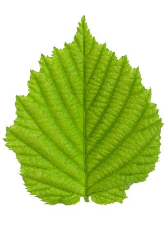Feuille de noisetier vue de dessus et de dessous