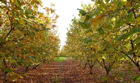 Arbre de noisetier en automne avec des feuilles colorées