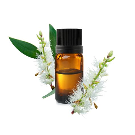 Illustration d'un flacon d'huile essentielle de Niaouli entouré de feuilles de Melaleuca viridiflora