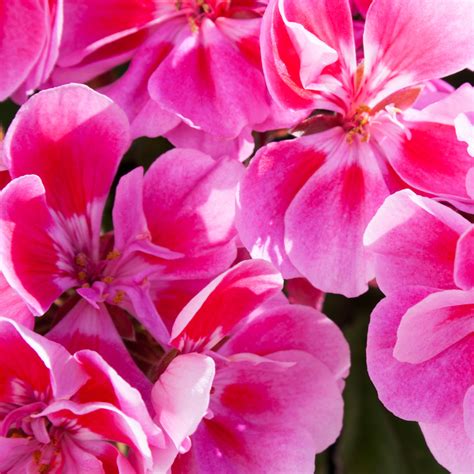 Représentation d'une fleur de Géranium rosat