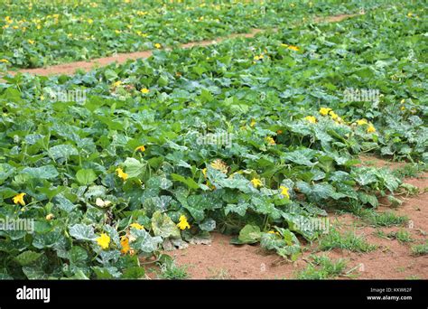 Champ de courgettes avec des fleurs jaunes vibrantes