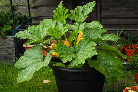 Plant de courgette en pot avec un tuteur