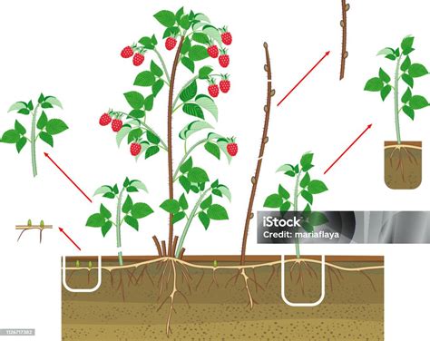 Schéma illustrant le système racinaire du framboisier avec ses rhizomes et rejets