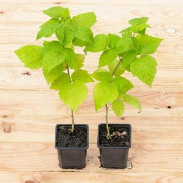 Photographie de jeunes plants de framboisiers prêts à être transplantés