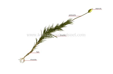 Schéma de la structure d'une mousse sur un bonsaï