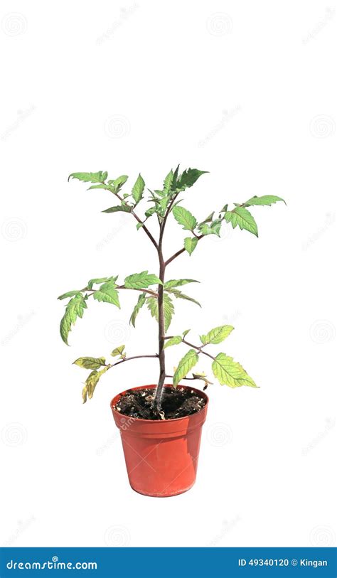 Jeune pousse de tomate dans un pot