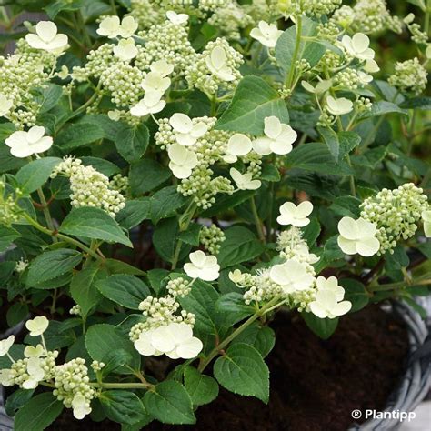 Hortensia paniculé Prim'White en pleine floraison