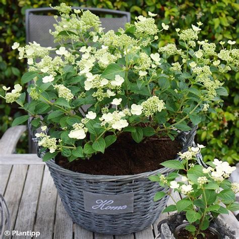 Hortensia paniculé Prim'White en pot sur une terrasse