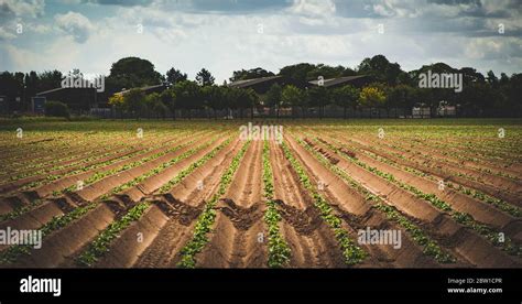 Arbres plantés dans un champ agricole