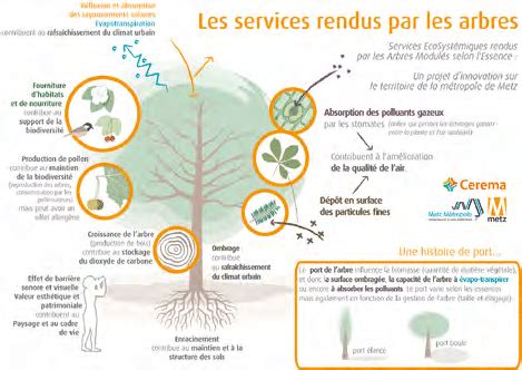 Schéma des services écosystémiques rendus par les arbres