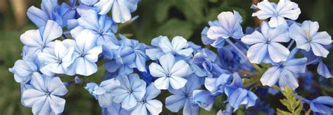 Jardin avec des fleurs blanches et bleues grimpantes sur un mur