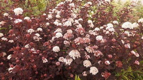 Composition de jardin avec feuillage pourpre et fleurs blanches