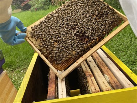 Cadre de ruche entièrement construit par les abeilles