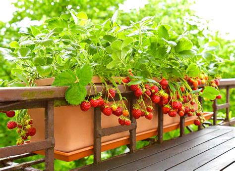Image d'un fraisier en pot sur un balcon