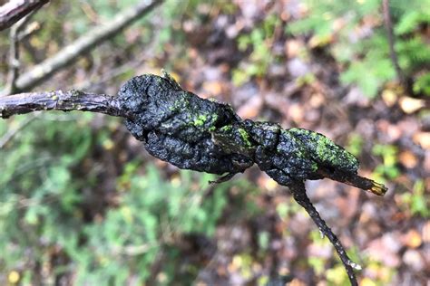 Excroissances noires caractéristiques du nodule noir sur une branche d'arbre.