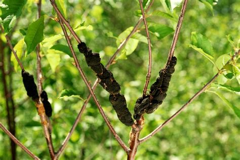 Comparaison visuelle des symptômes du nodule noir sur différentes parties d'un arbre.