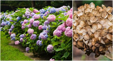 Hortensia macrophylla avec des fleurs fanées
