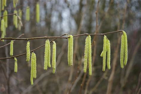 Arbre de noisetier en fleurs