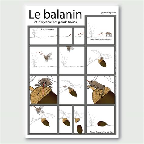 Schéma du cycle de vie du balanin des noisettes