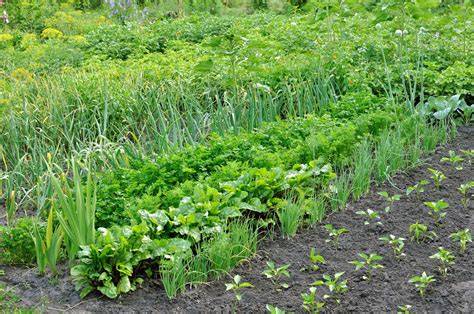 Potager en plein soleil avec divers légumes