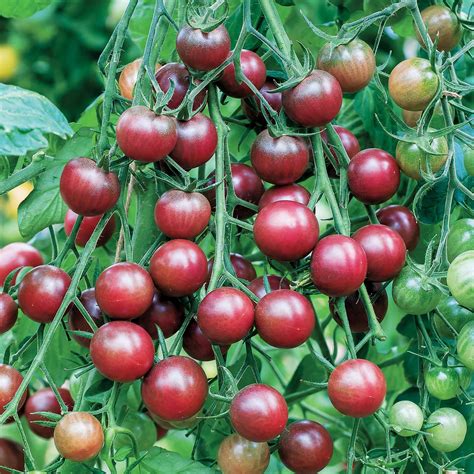 Variété de tomates cerises en plein soleil
