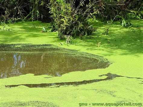 Effets de la prolifération de lentilles d'eau sur l'écosystème aquatique