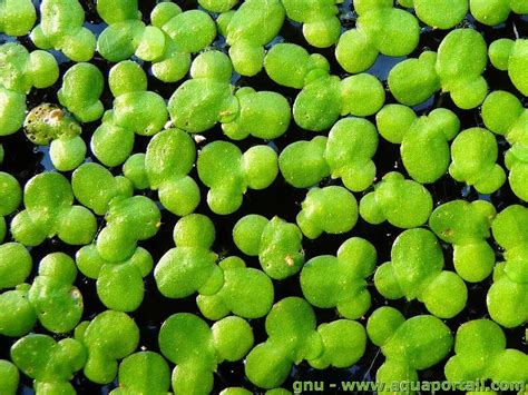 Aquarium avec lentilles d'eau flottantes
