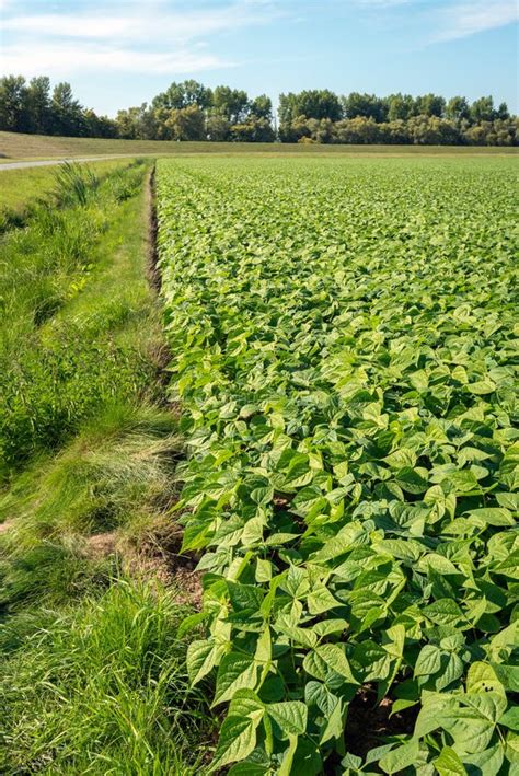 Champ de haricots uniformes