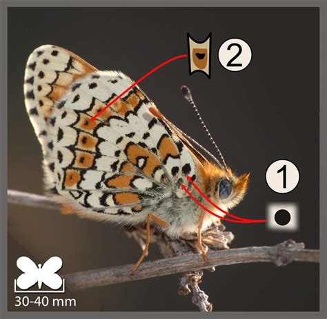 Distribution géographique et habitats typiques de la Mélitée du plantain