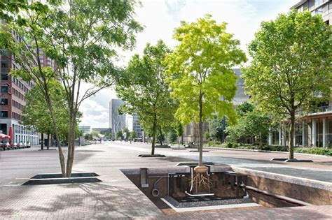 Infographie sur l'entretien des arbres fruitiers en milieu urbain