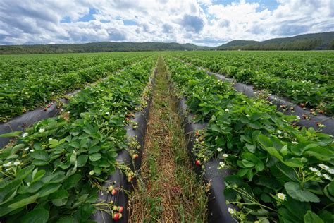 Champ de petits fruits ensoleillé
