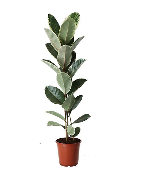 ficus elastica en pot dans un intérieur moderne