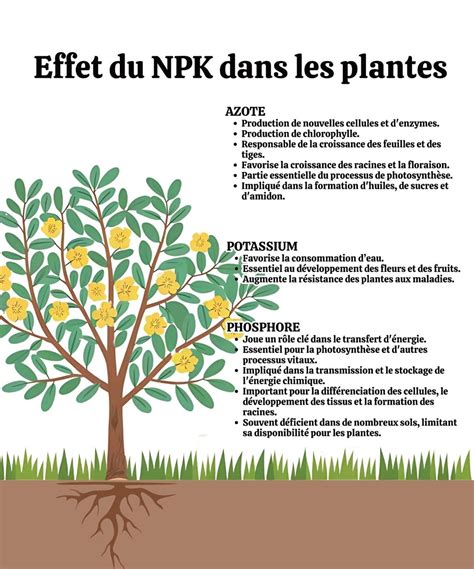 tableau des rôles de l'azote, du phosphore et du potassium chez les plantes