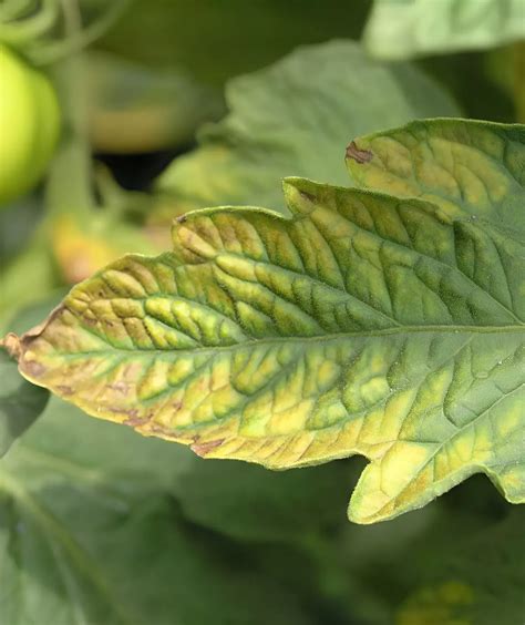 feuille de ficus jaunie montrant des signes de carence