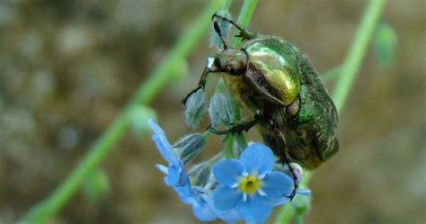 Cétoine dorée sur une fleur