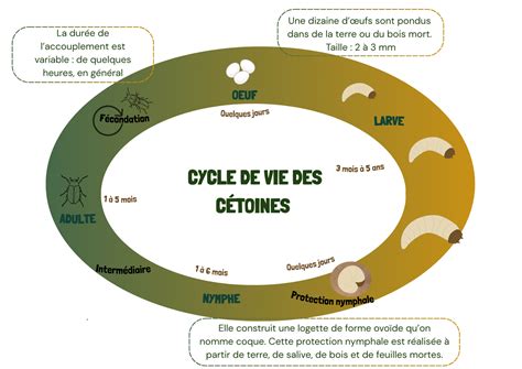 Cycle de vie d'une cétoine
